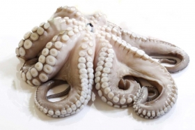 PIOVRA ARRICCIATA superiore 4 kg                  €11,95 AL KG - Surgelati Apicella